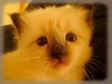 Goa_chaton_birman