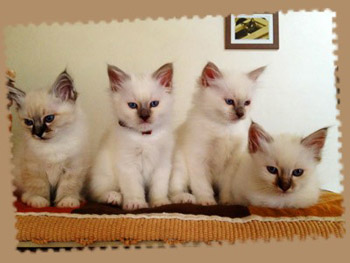 Chatons sacré birmanie Fanou 2013