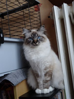 Iloa_chaton_sacre_birmanie_seal_tabby