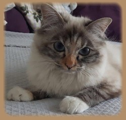 femelle seal tortie tabby