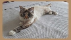 femelle seal tortie tabby