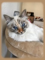 femelle seal tortie tabby