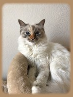 femelle seal tortie tabby