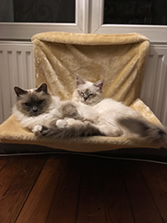 sacre de birmanie seal silver tabby et blue point