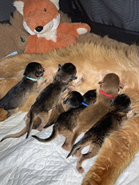 chatons somali 3 filles et 3 garçons