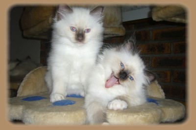 Chatons Sacr de Birmanie Chocolat et Seal