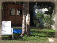 Fanou grimpe dans l'arbre