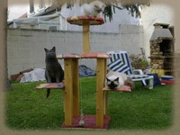 les chats se reposent dans l'arbre  chat du jardin