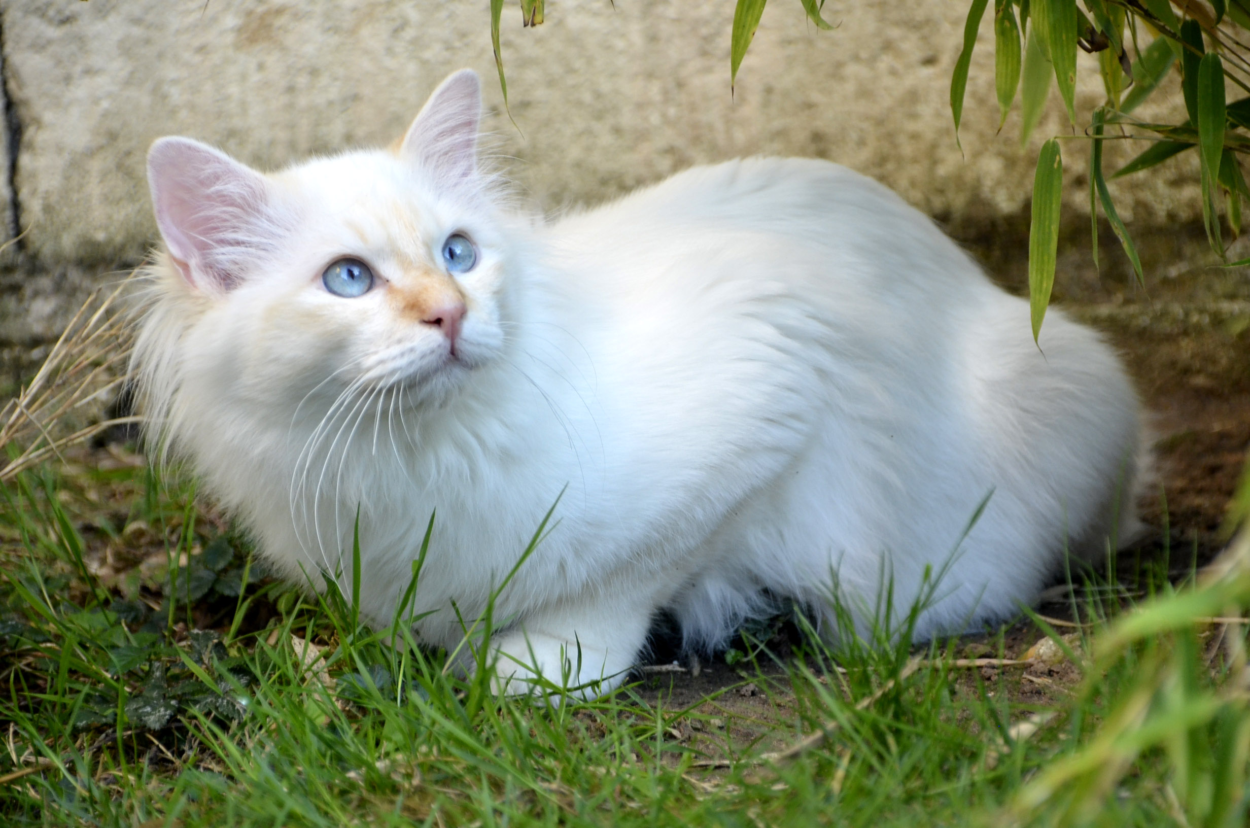 Lester mâle sacré de birmanie red tabby