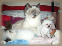 Chatons Sacr de Birmanie et Fanou