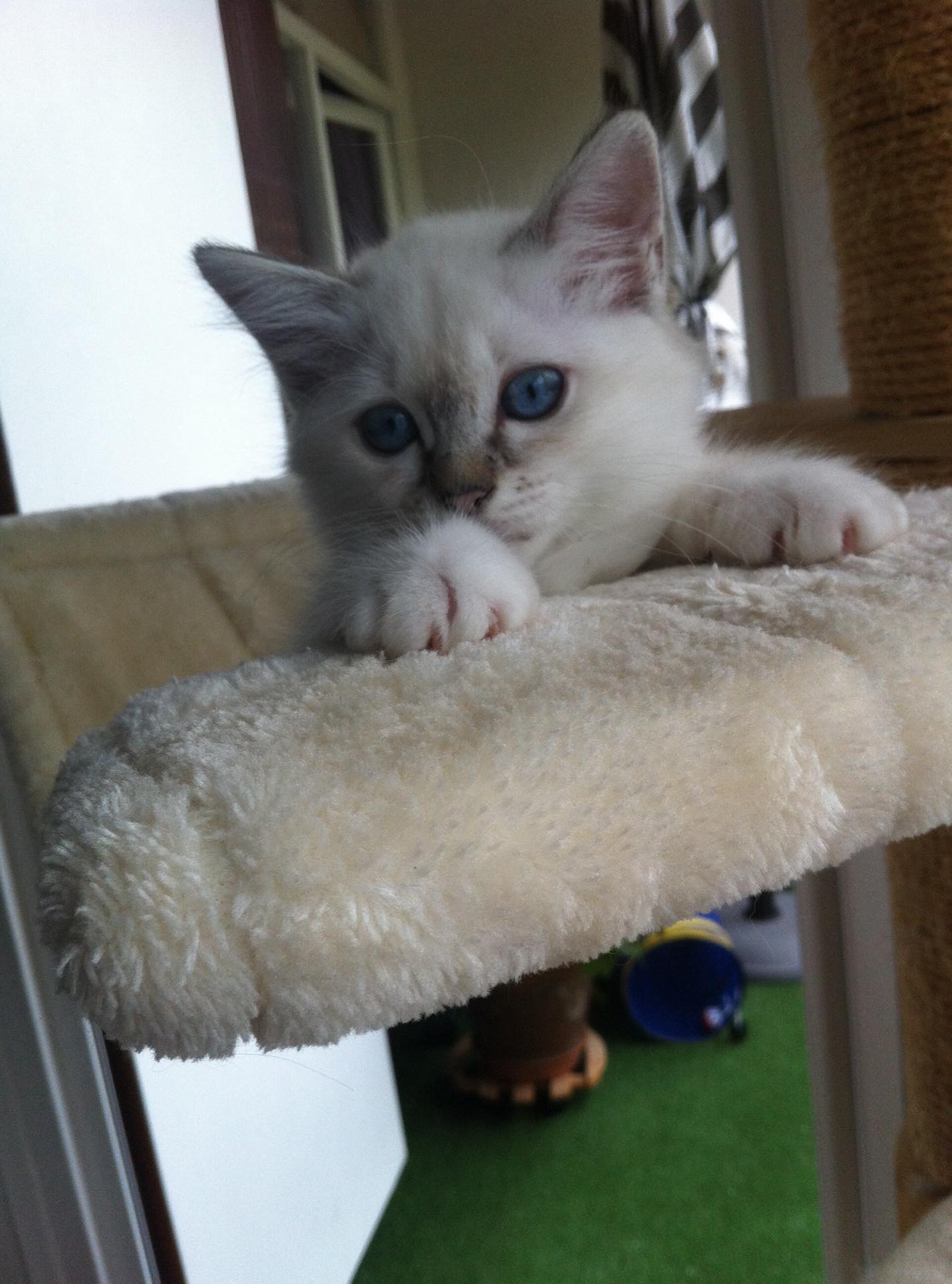 chat saint michel sur orge